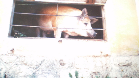 disznó