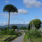 IRL 514 Sligo temetőkert