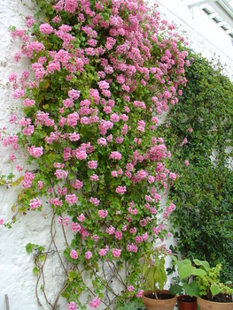IRL 639 Kylemore Garden