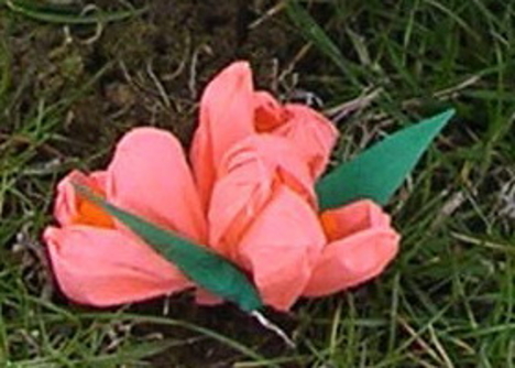 krókusz-rózsaszín