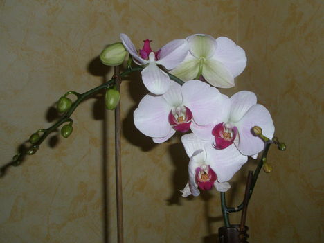 orchidea 003