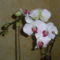 orchidea 003