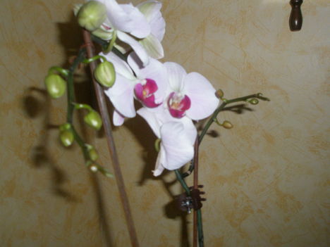 orchidea 004