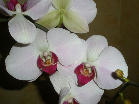 orchidea 005