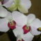 orchidea 005