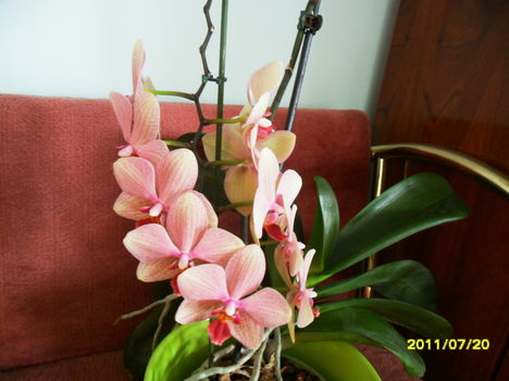 orchideám hónapok óta virít