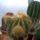 Schumann Zita kaktuszai
