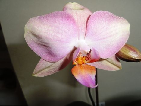 DSC05853; Ph. 8; Phalaenopsis