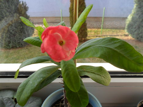 nagyvirágú euphorbia