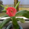 nagyvirágú euphorbia