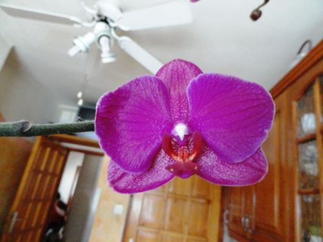 Phalaenopsis.