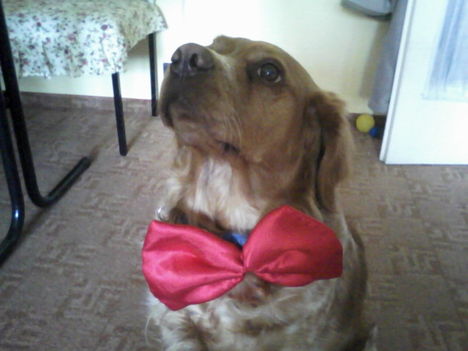 Elegánsan