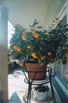 Mandarin-mini
