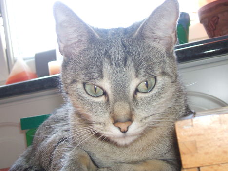 Molly