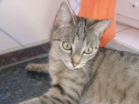 Molly