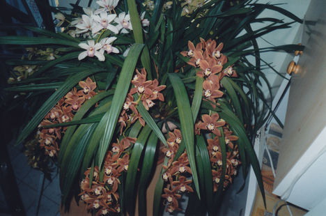 Orchidea -közelről