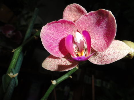 Ph. 3, Phalaenopsis