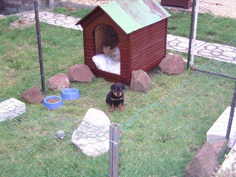 RAMBO:)itt meg csak 4 hetes voltam:))