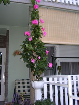 Dipladenia-Mandevilla,Brazil-Jasmin ,Nagy Tölcséres virág