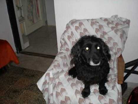 2009.02.03Kormika