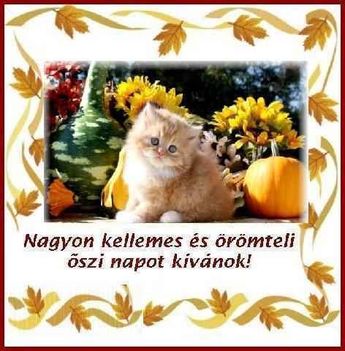 cicás  szpkép