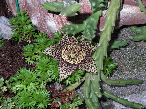 Csillag kaktusz-1