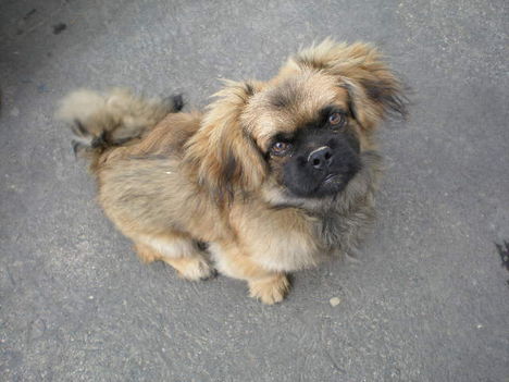 Macika