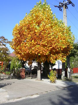Tulipánfa ősszel