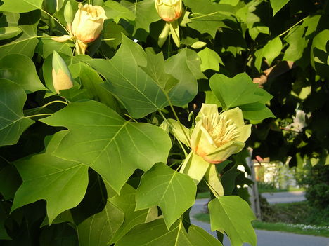 Tulipánfa virág