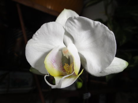 Phalaenopsis ; Ph. 1- 3- kép