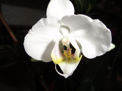 Phalaenopsis Ph.1---1 kép