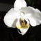 Phalaenopsis Ph.1---1 kép