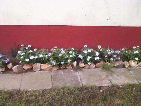 virágok 019