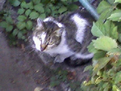 cicu