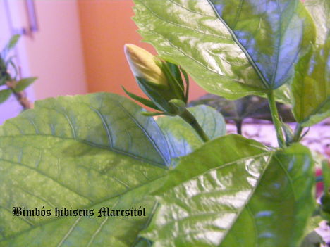 Hibiscus