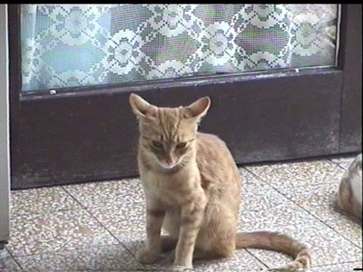 látogató Cica 