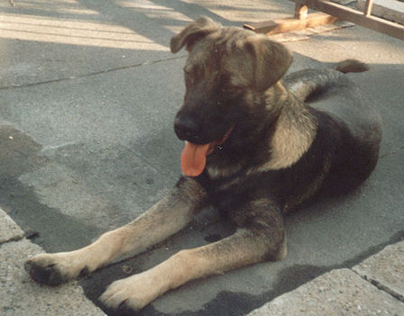 Tapi kölyök 7