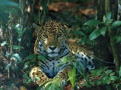 00001_leopard_hatter25