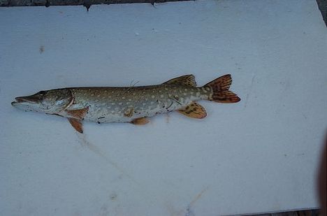 2008 X19 CSUKA 004