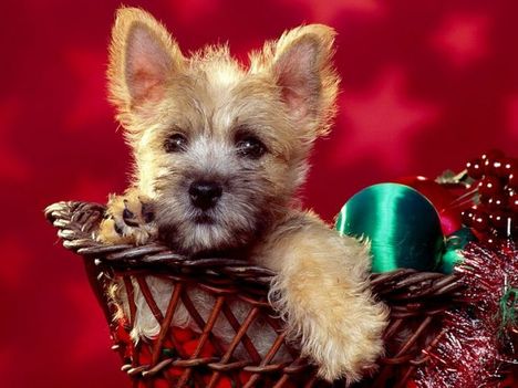 _wallcoo_com__christmas_107
