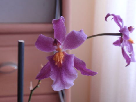 A legújabb-oncidium