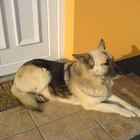 bessi