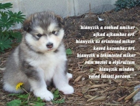 hiányzik