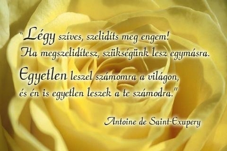 légy szíves