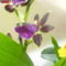 orchideák 1