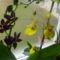 orchideák 2