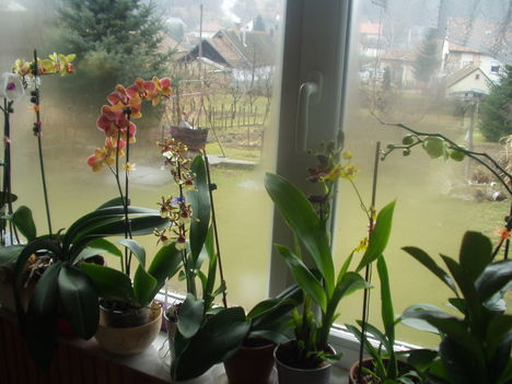 orchideák 5