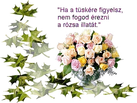 Róysa illata