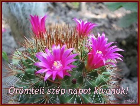 szép képes lapok 1