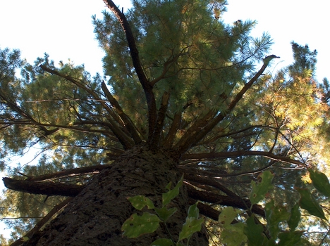 Zirc, Arborétum